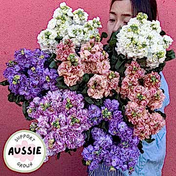 local grown fresh stock flowers bunch