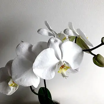 white phalaenopsis orchid plant