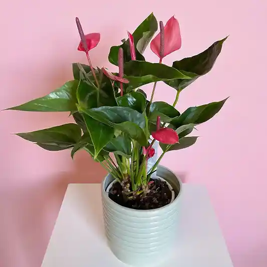 Anthurium potted Plant large