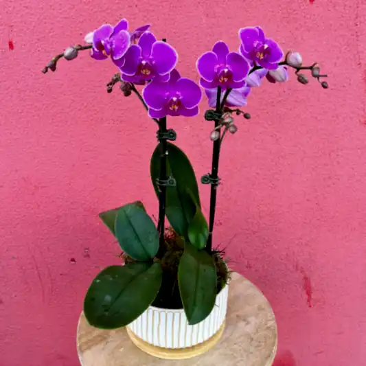 Double Mini Phalaenopsis