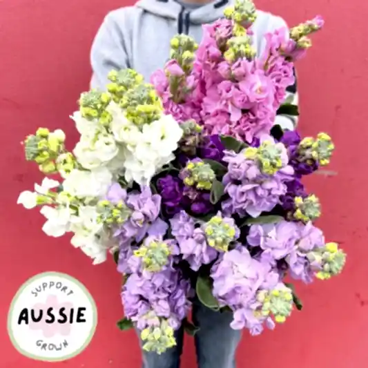Send a locally grown stock flower bunch in Melbourne