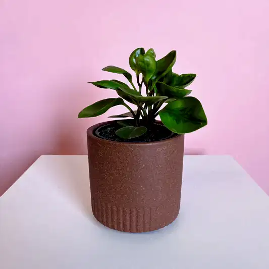 Peperomia plant melbourne delivery