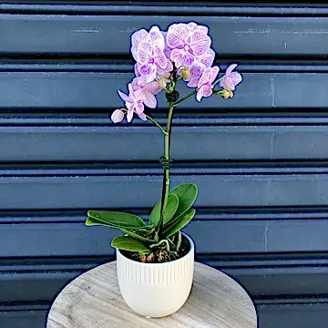     mini phalaenopsis orchid plant
