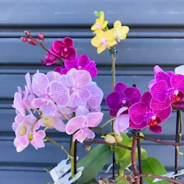 mini phalaenopsis orchid plant assorted