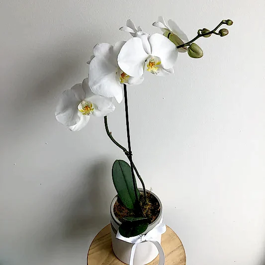 phalaenopsis orchid plant in a pot